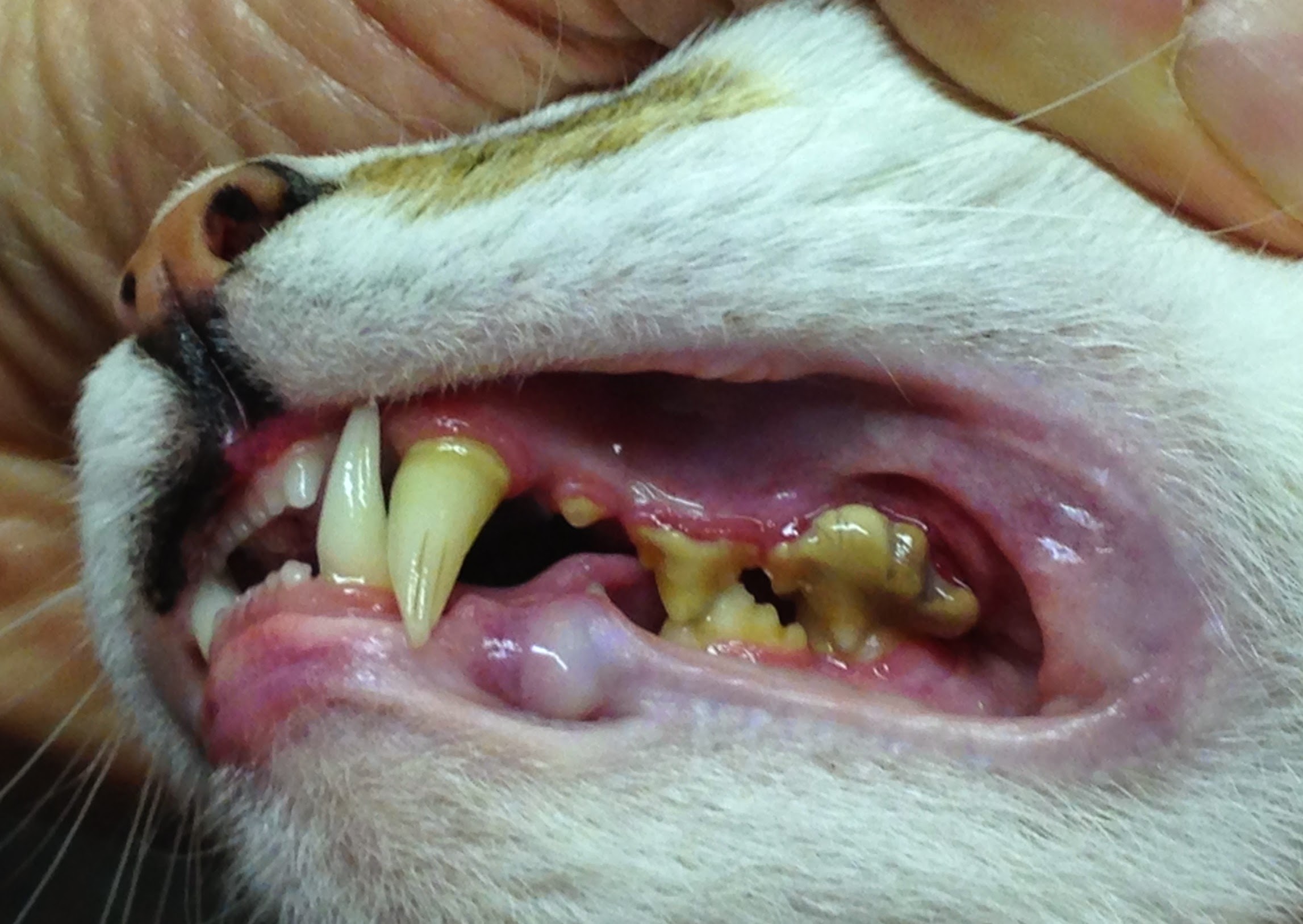 dentaldisease CATVET.CA La Clinique Veterinaire des Chats CATVET