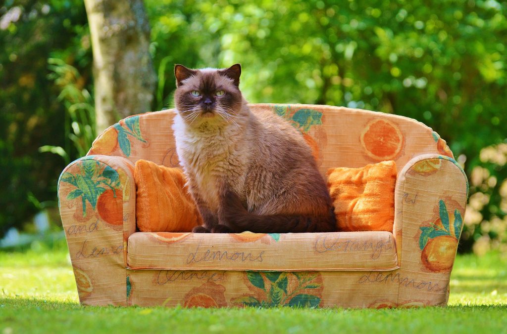 cat couch potato CATVET.CA La Clinique Veterinaire des Chats CATVET